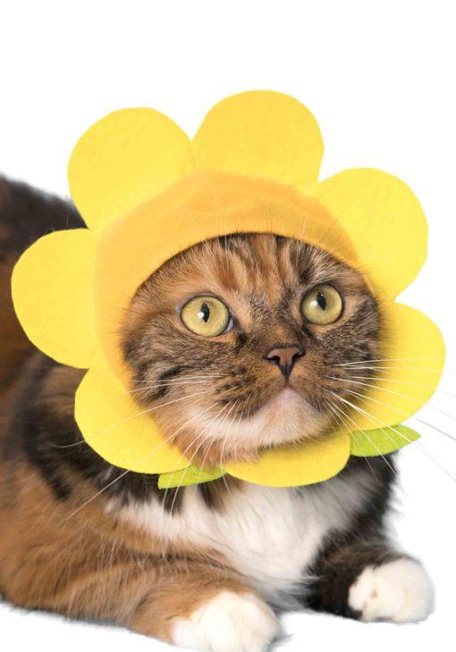 Kitan Club Cat Cap Blind Box Flower - P!Q Gifts