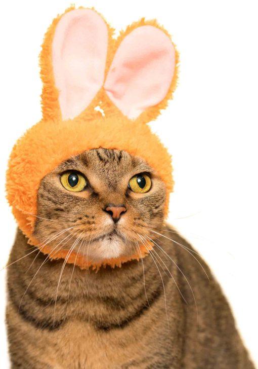 Kitan Club Cat Cap Blind Box Rabbit - P!Q Gifts